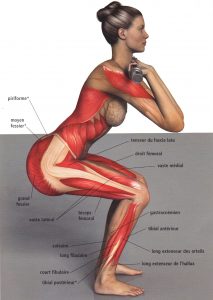 squat-muscles1